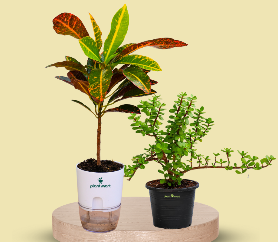 Indoor Plants