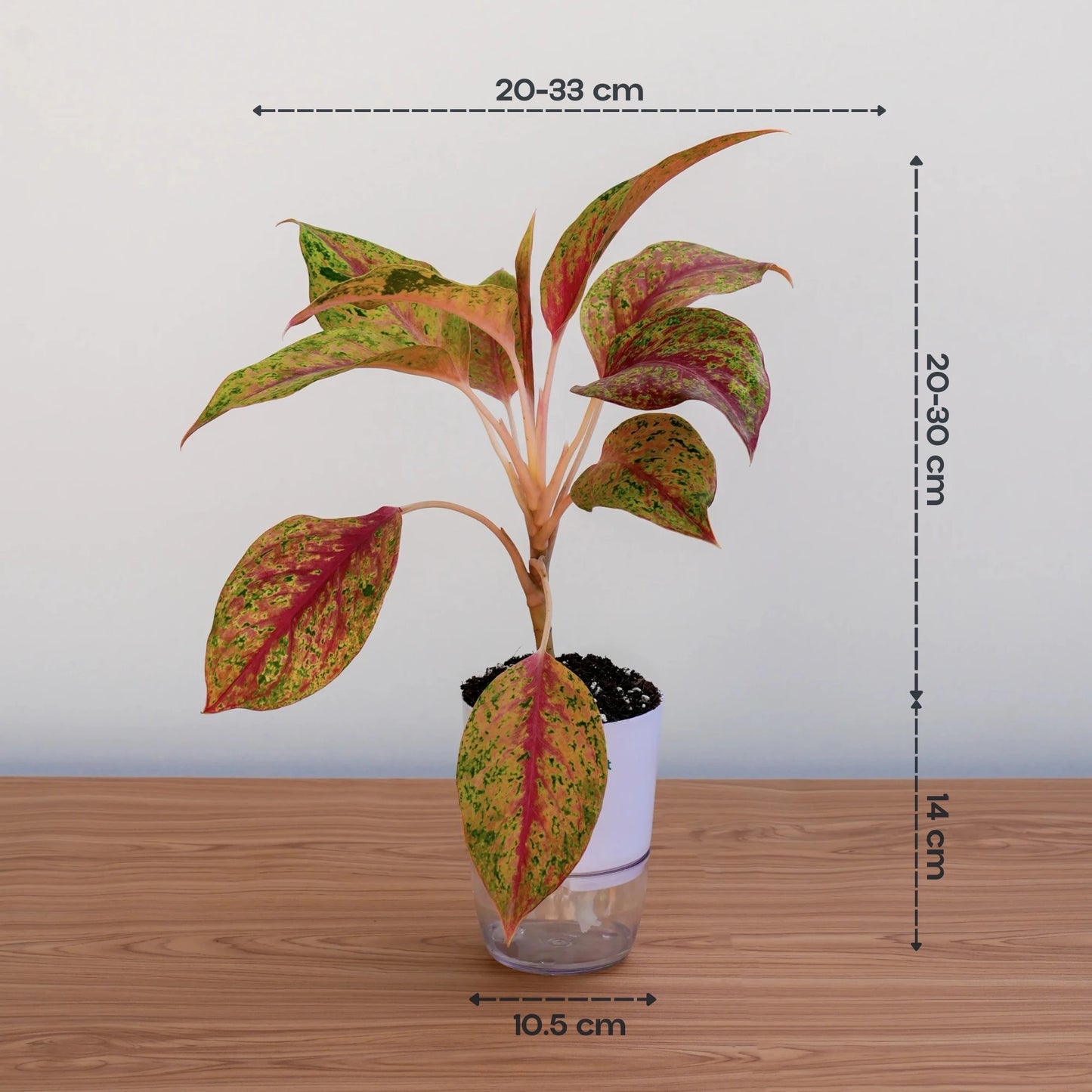 Aglaonema Red Cochin – Elegant Red Indoor Plant