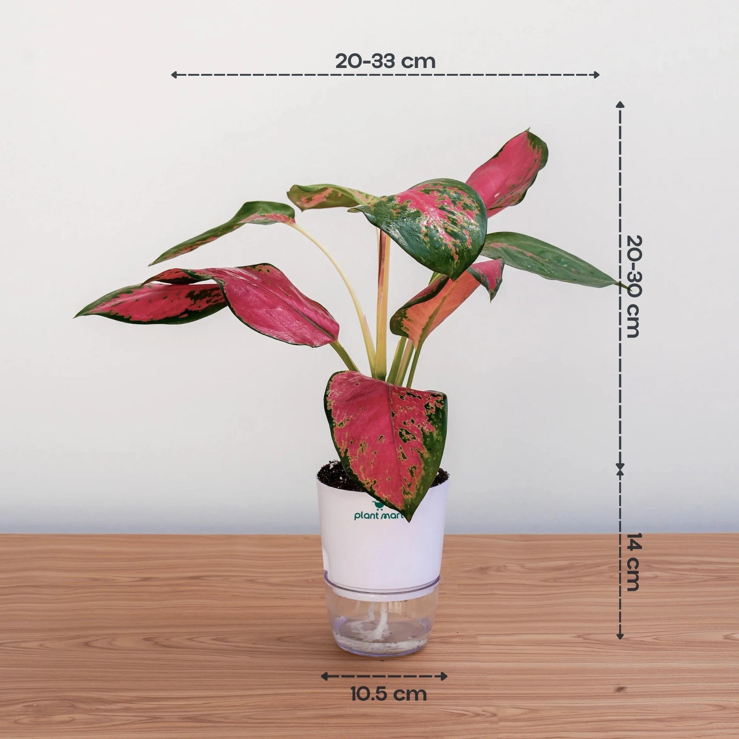 Aglaonema Anyamanee – Pink Ruby Indoor Houseplant - PlantMart.pk