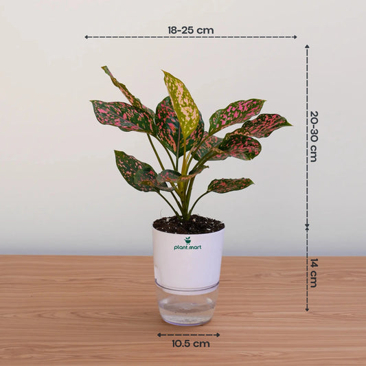 Aglaonema Pink Dalmatian – Stunning Pink Indoor Plant - PlantMart.pk