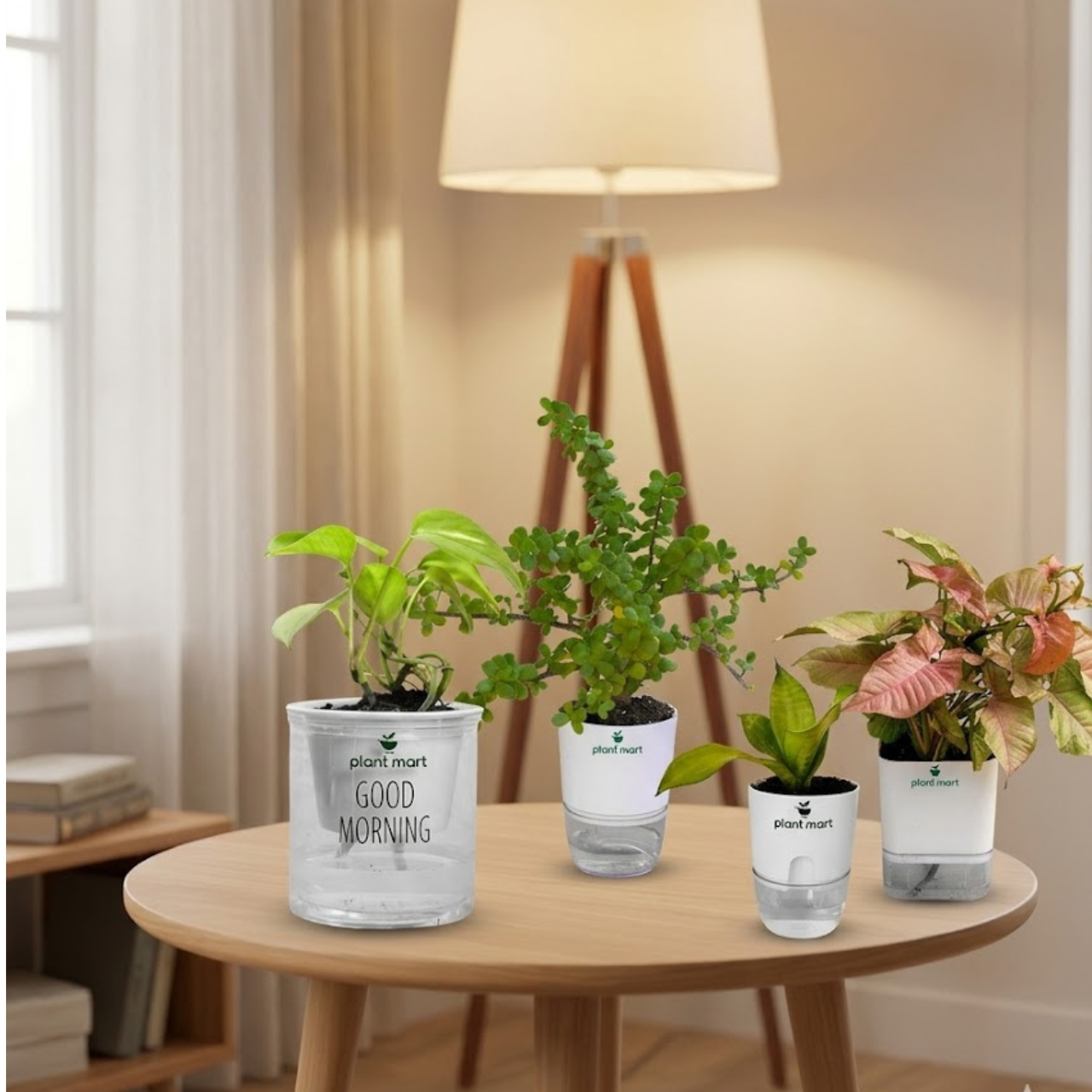 Bundle 2 (Syngonium Pink, Morning Charm Money Plant Green, Jade Plant Hydro Pot, Sansevieria Snake Plant Moonshine Silver) - PlantMart.pk