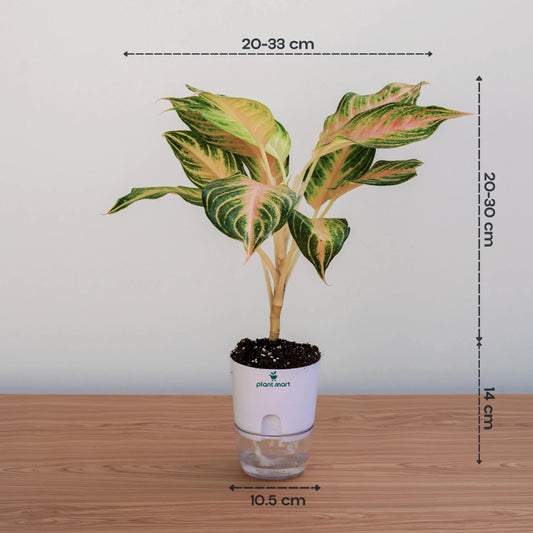 Aglaonema Super Red – Bright Pink Anjamani Plant - PlantMart.pk