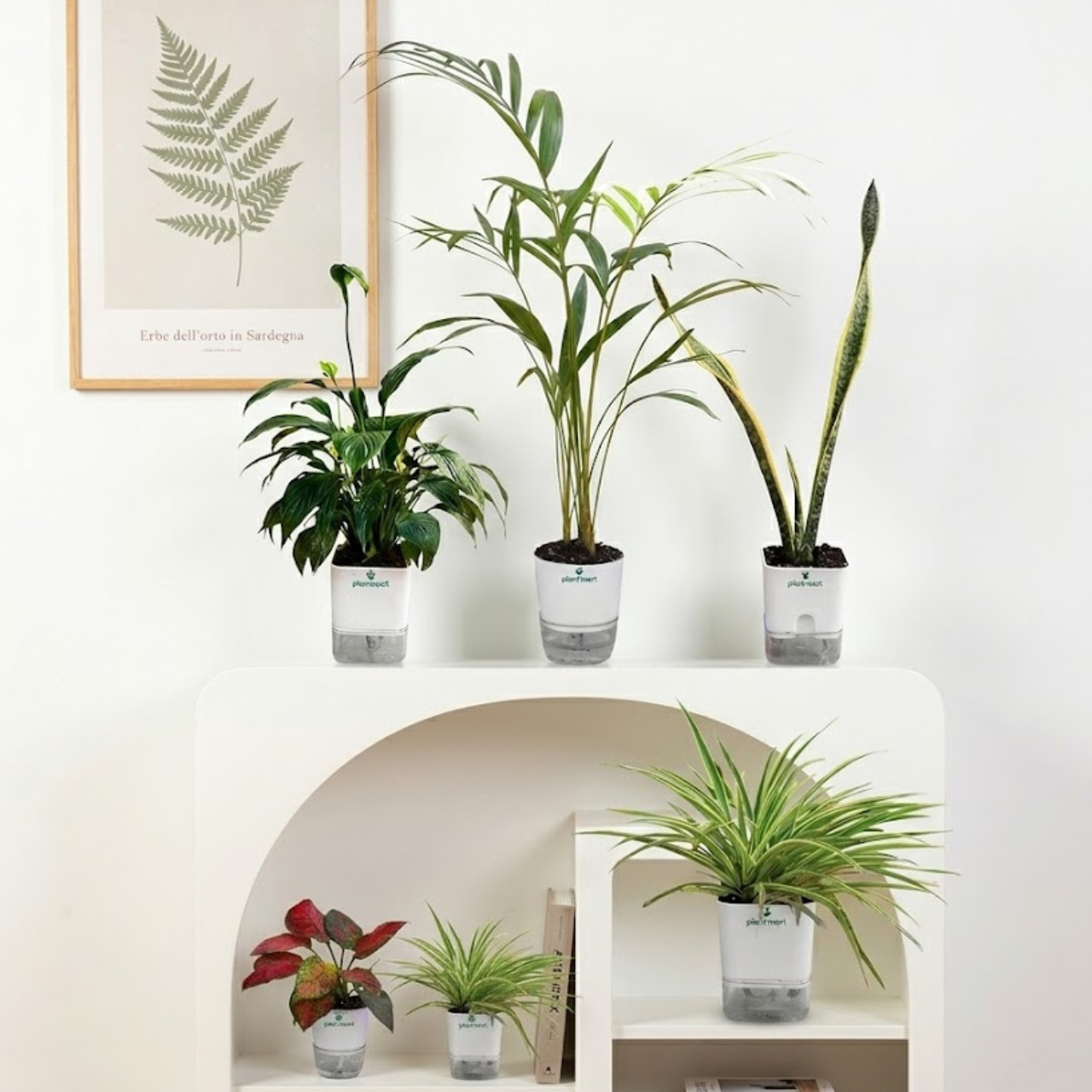 Bundle-3 ( Peace Lily, Snake Plant Black Gold, Areca Palm, Spider Plant Dark Green, Aglaonema Pink Dalmatian) - PlantMart.pk
