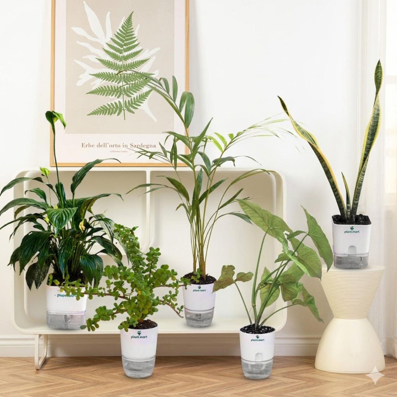 Bundle- 4 (Areca Palm, Peace Lily, Snake Plant Black Gold, Ficus Elastica, Rubber Plant, Syngonium Multicolor ) - PlantMart.pk