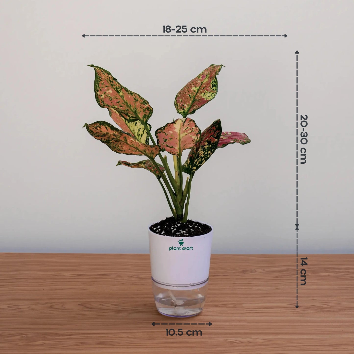 Aglaonema Red Valentine– Vibrant Indoor Houseplant - PlantMart.pk