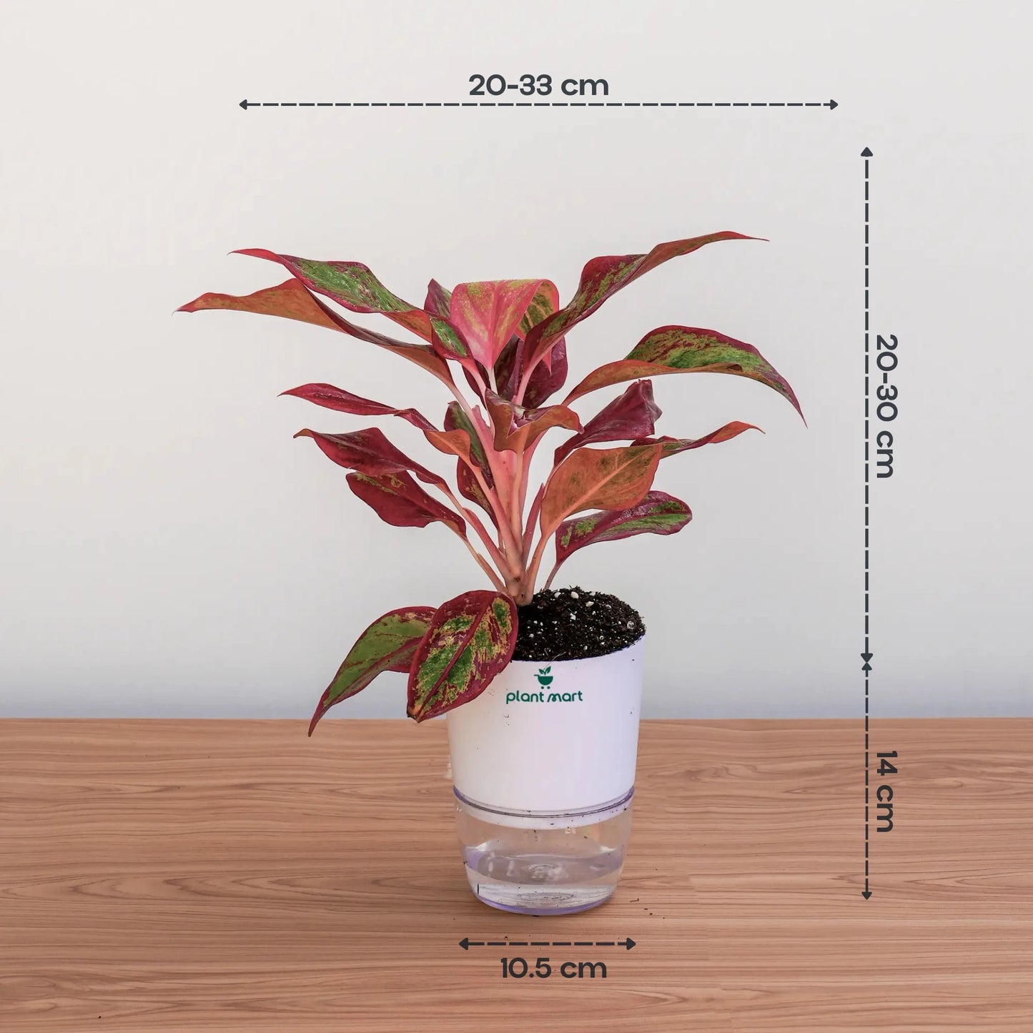 Aglaonema Lipstick – Stylish Red Indoor Plant - PlantMart.pk