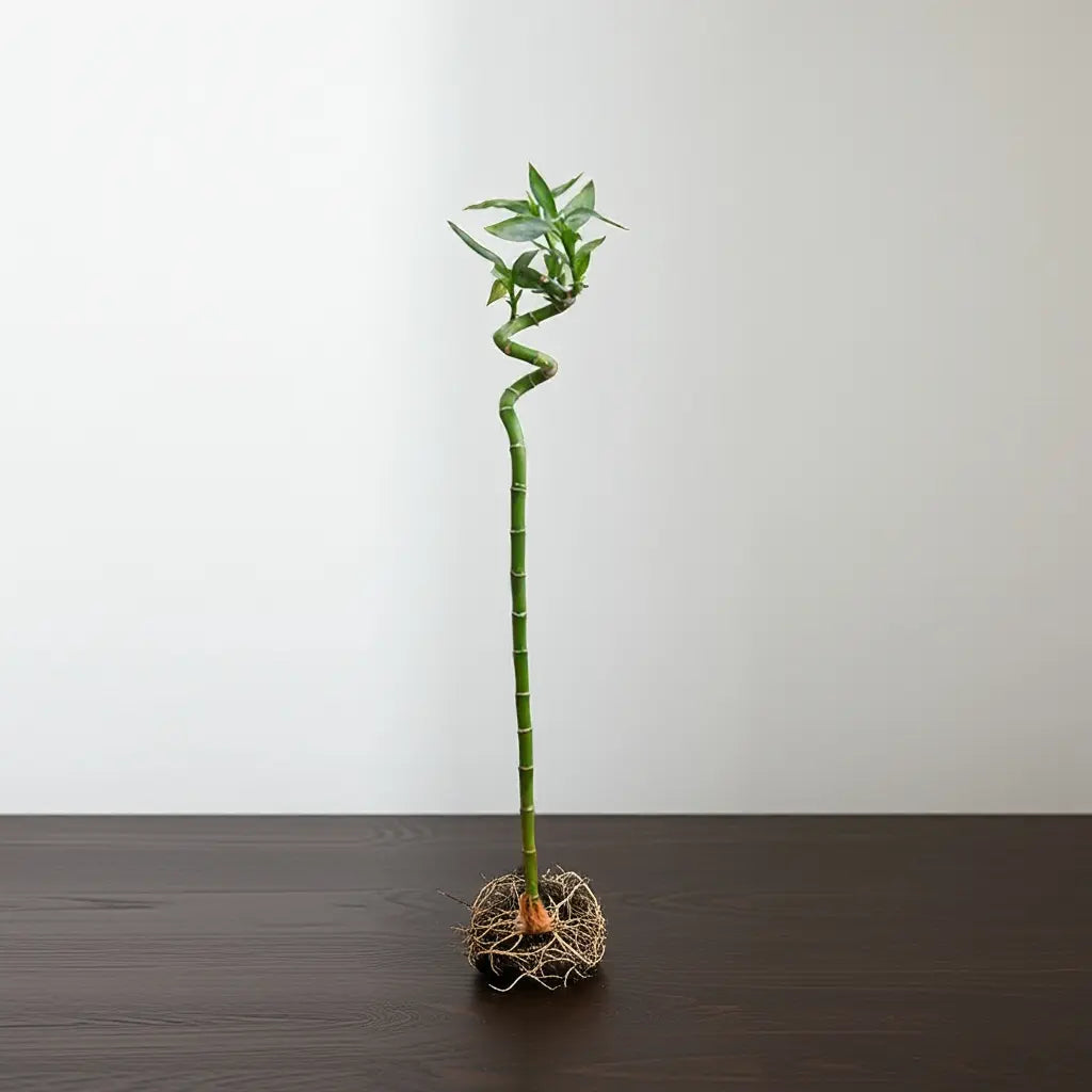 Tall, twisted green bamboo plant on a dark surface with a plain white background