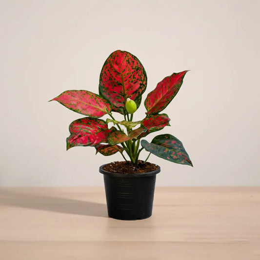 Potted plant with red and green leaves on a beige background