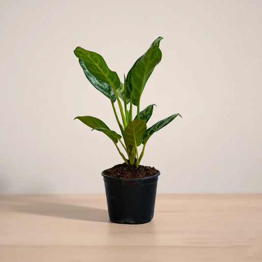 Potted plant on a wooden surface with a plain background