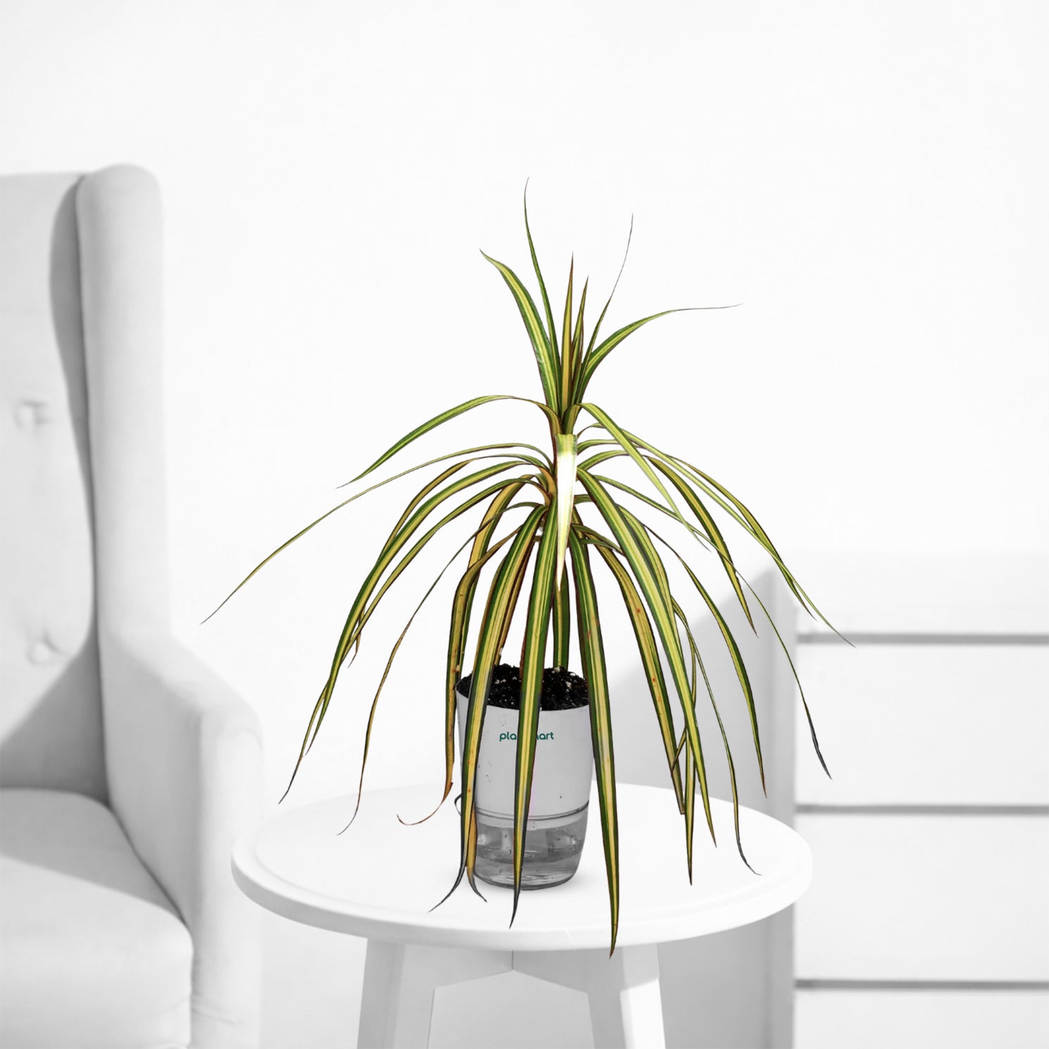 dracaena lemon lime indoor Dracaena Lemon Lime – Indoor Bright Dragon Tree – PlantMart.pk