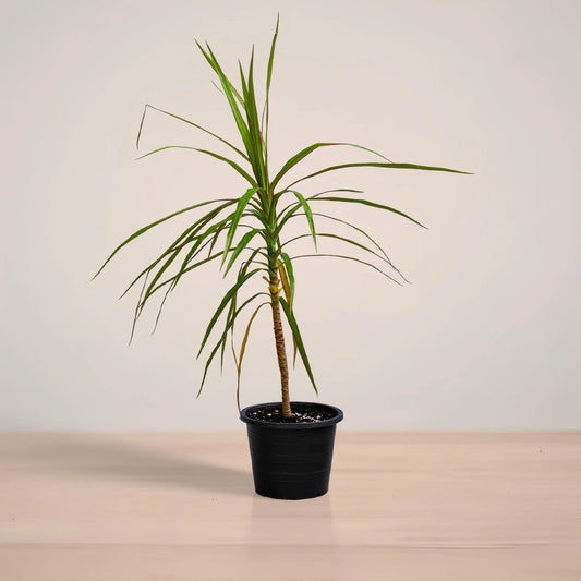 Potted plant on a reflective surface with a neutral background