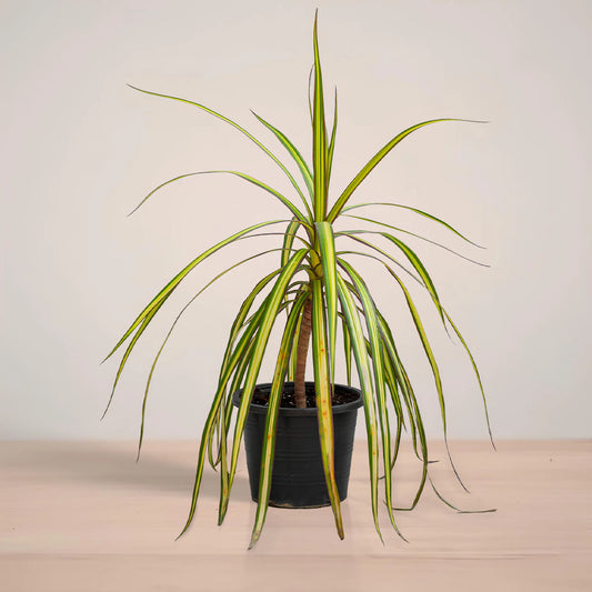 Potted plant with long green leaves on a neutral background