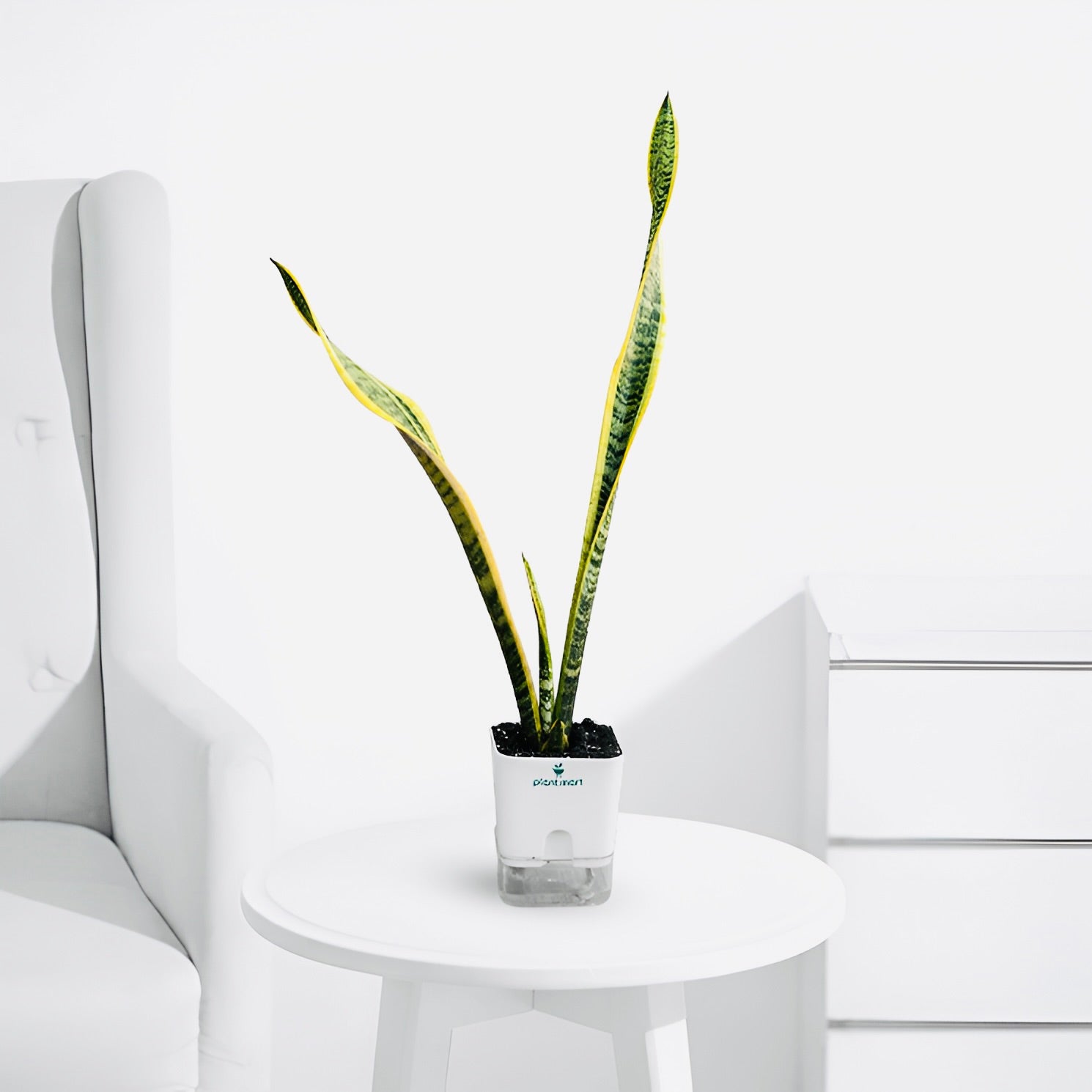 snake plant price in pakistan Snake Plant Black Gold – Premium Indoor Plant Pakistan – PlantMart.pk