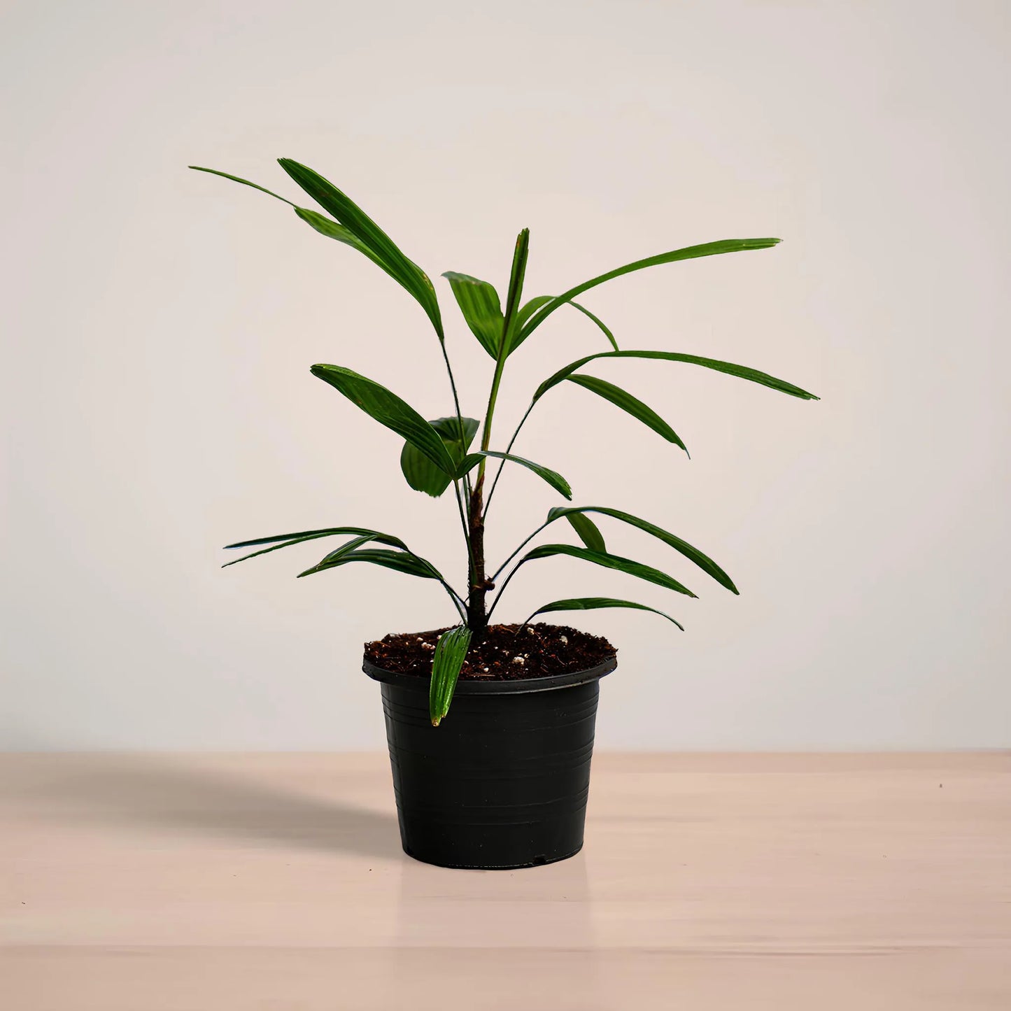 lady_palm_plantmart.pk