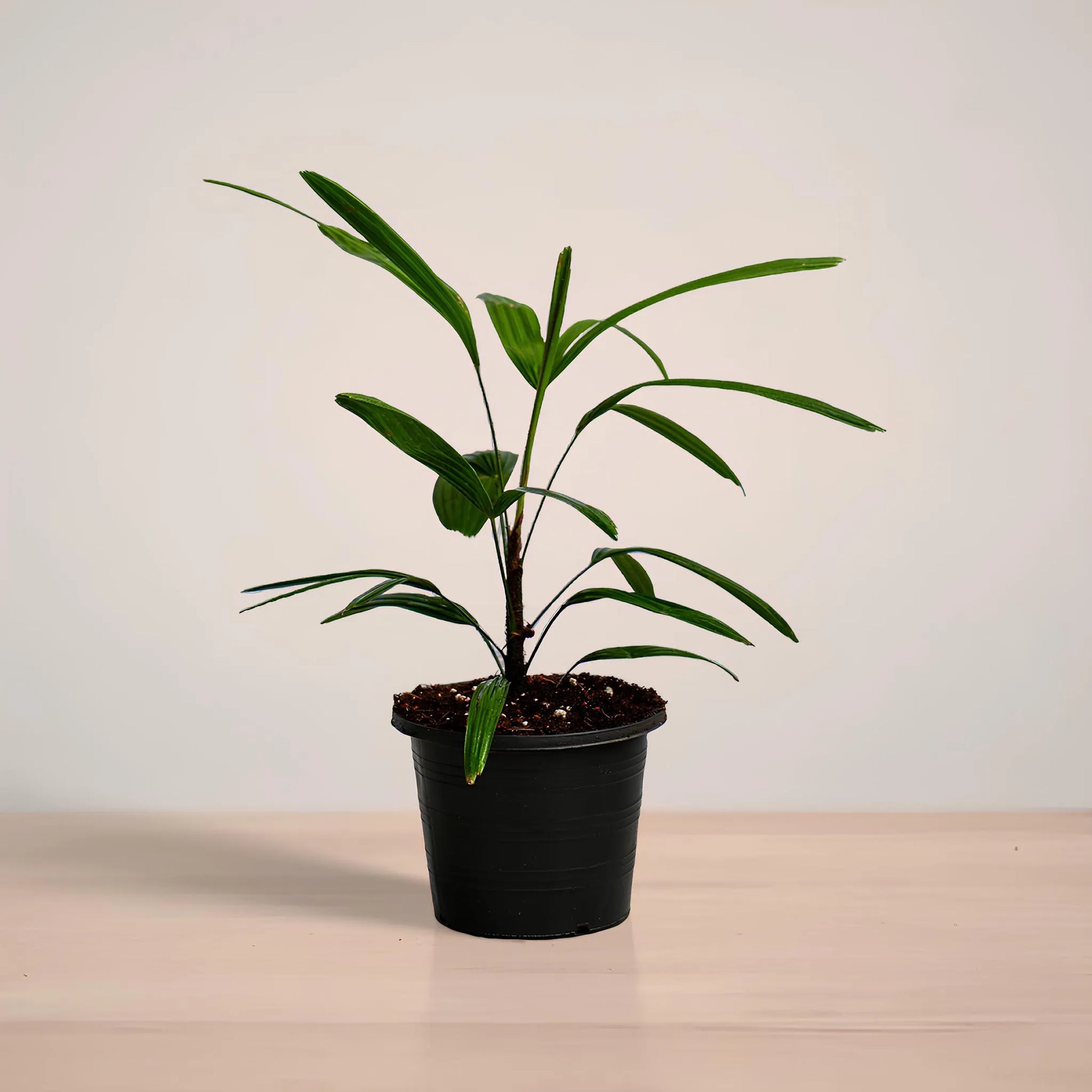 lady_palm_plantmart.pk