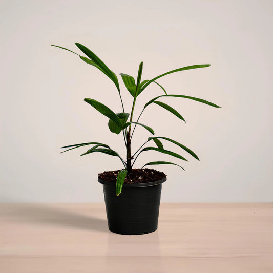 lady_palm_plantmart.pk