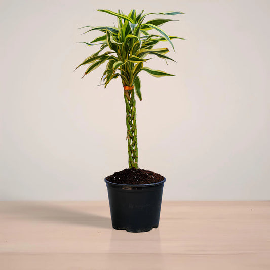 Potted plant with a unique trunk design on a neutral background