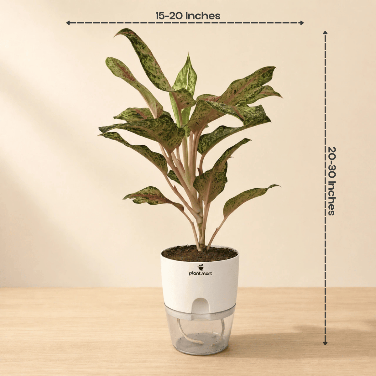 Aglaonema Red Siam/Gold Large