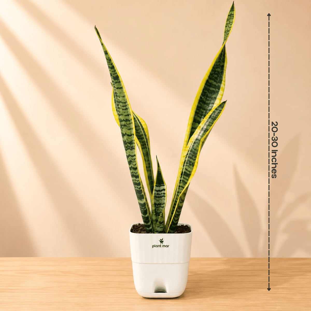 Snake Plant Black Gold XL