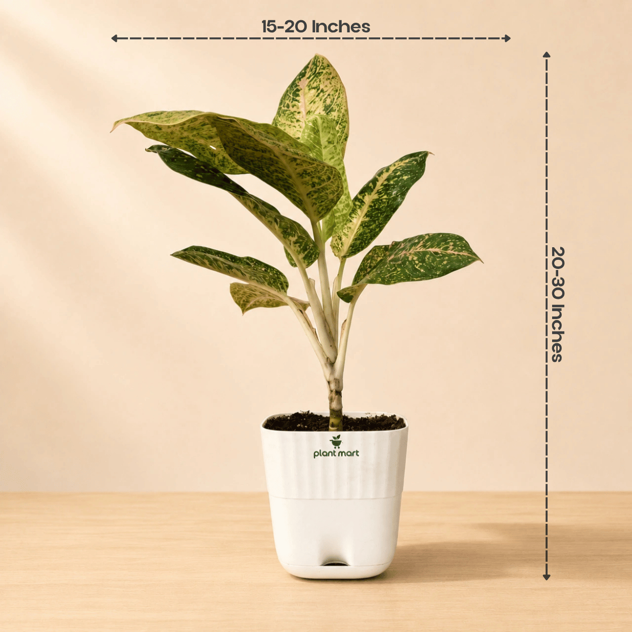 Aglaonema Pink Lady Large