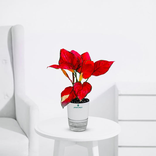 Aglaonema Lady Valentine – Red Siam Indoor Plant - PlantMart.pk