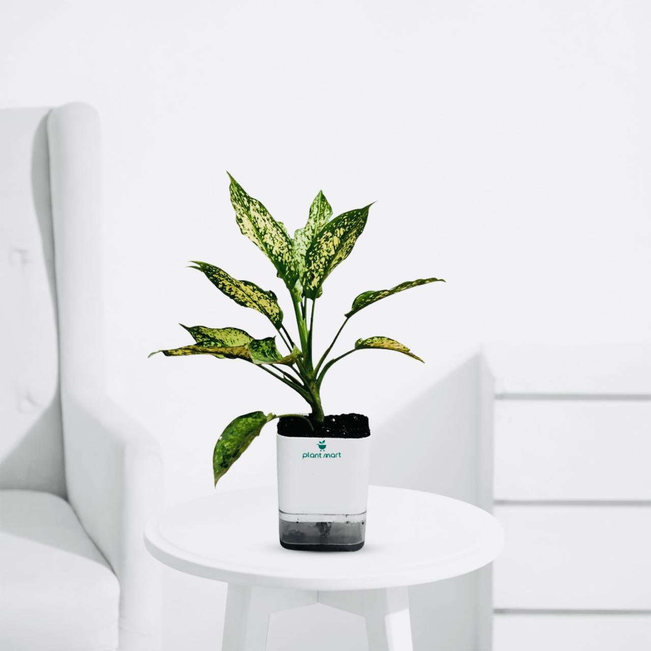 aglaonema costatum chinese evergreen Aglaonema Costatum – Green Chinese Evergreen Plant – PlantMart.pk