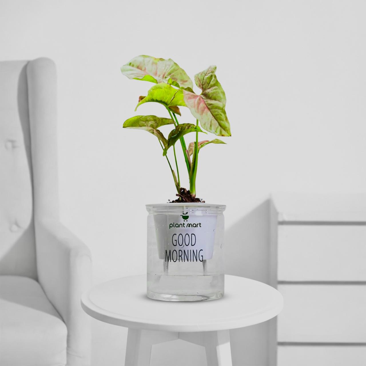 pink plant pot indoor Buy Morning Charm Hydro Syngonium Pink – Beautiful Indoor Pink Plant –  PlantMart.pk