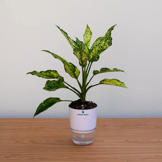 Potted plant on a wooden surface with a plain background