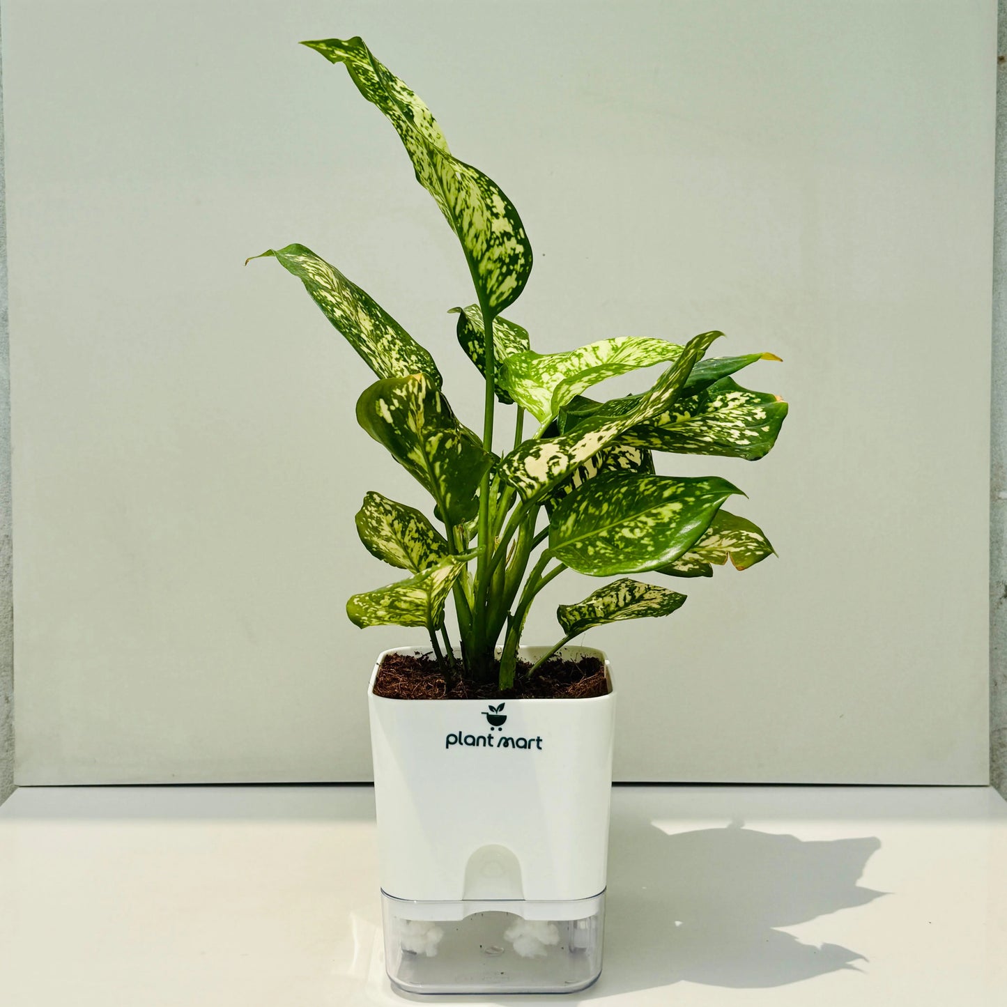 A potted variegated Dieffenbachia plant in a white automatic waterer by Plant Mart, set against a plain light gray background.
