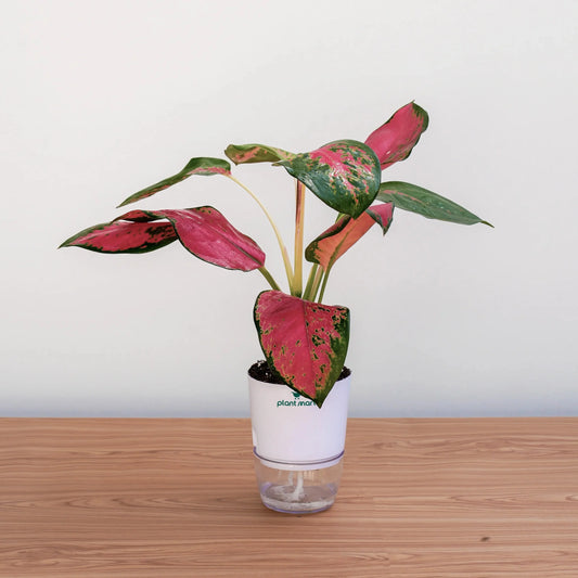 Potted plant with pink and green leaves in a transparent container on a wooden surface.