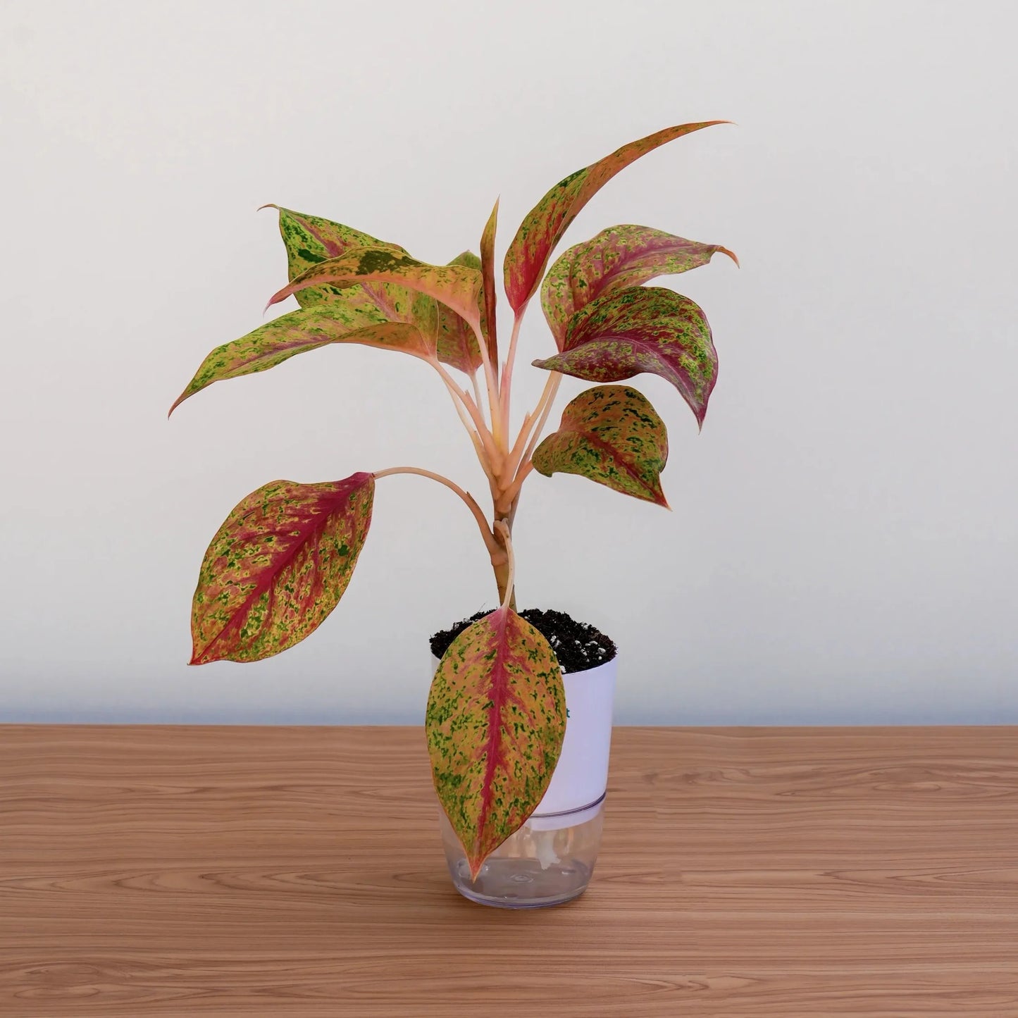 Potted plant with red and green leaves on a wooden surface with a white background