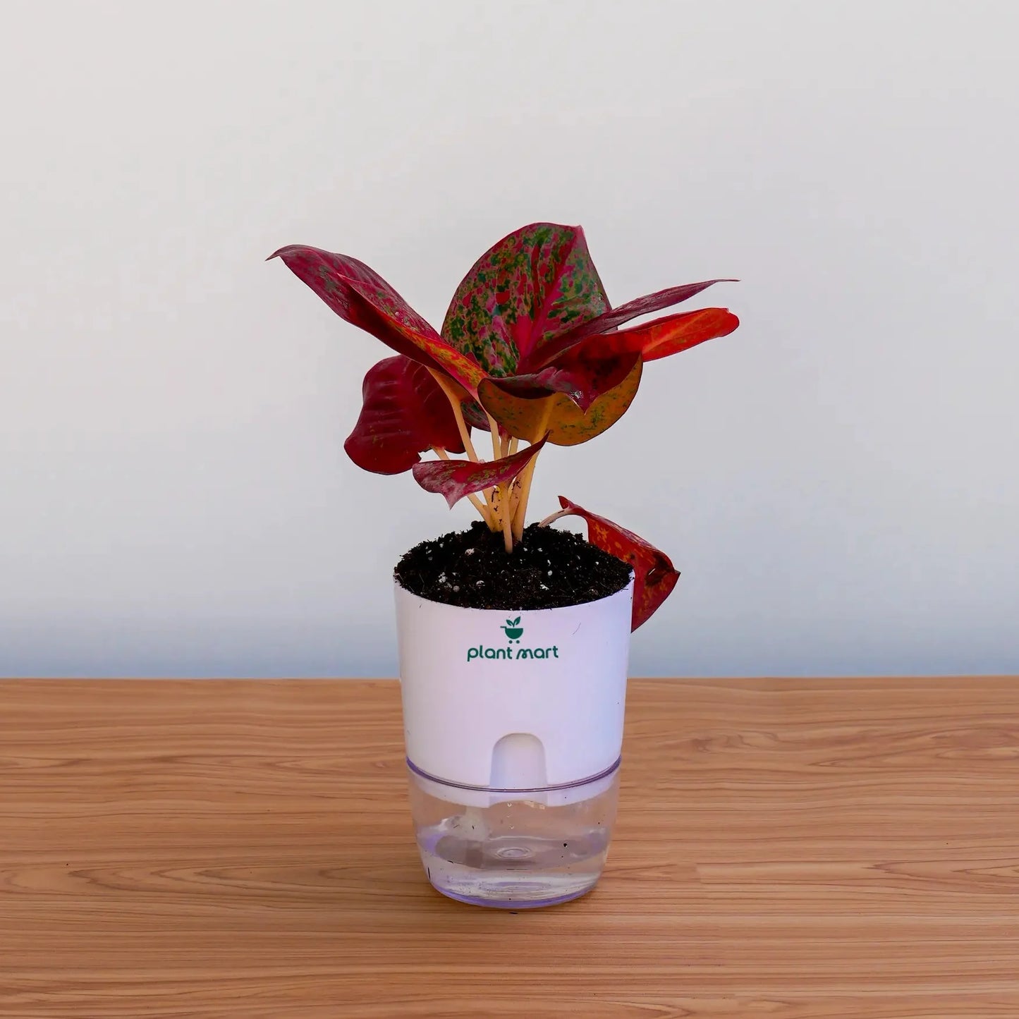 Potted plant with a white label on a wooden surface against a light gray background