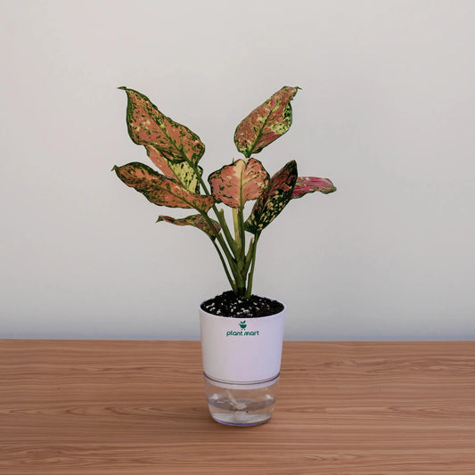 Potted plant with a white container on a wooden surface and light gray background