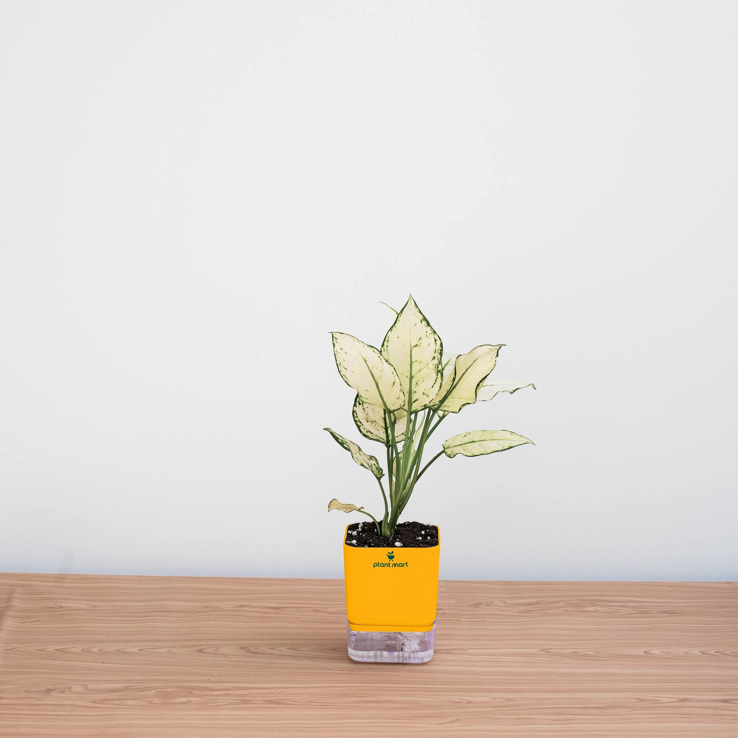 Green potted plant in a yellow pot on a wooden surface with a white background