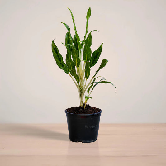 Potted plant on a wooden surface with a plain background