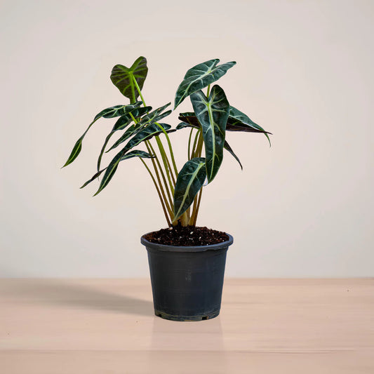 Potted plant with dark green leaves on a light wooden surface and beige background