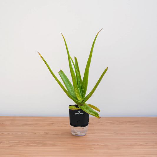 Potted aloe vera plant on a wooden surface with a white background