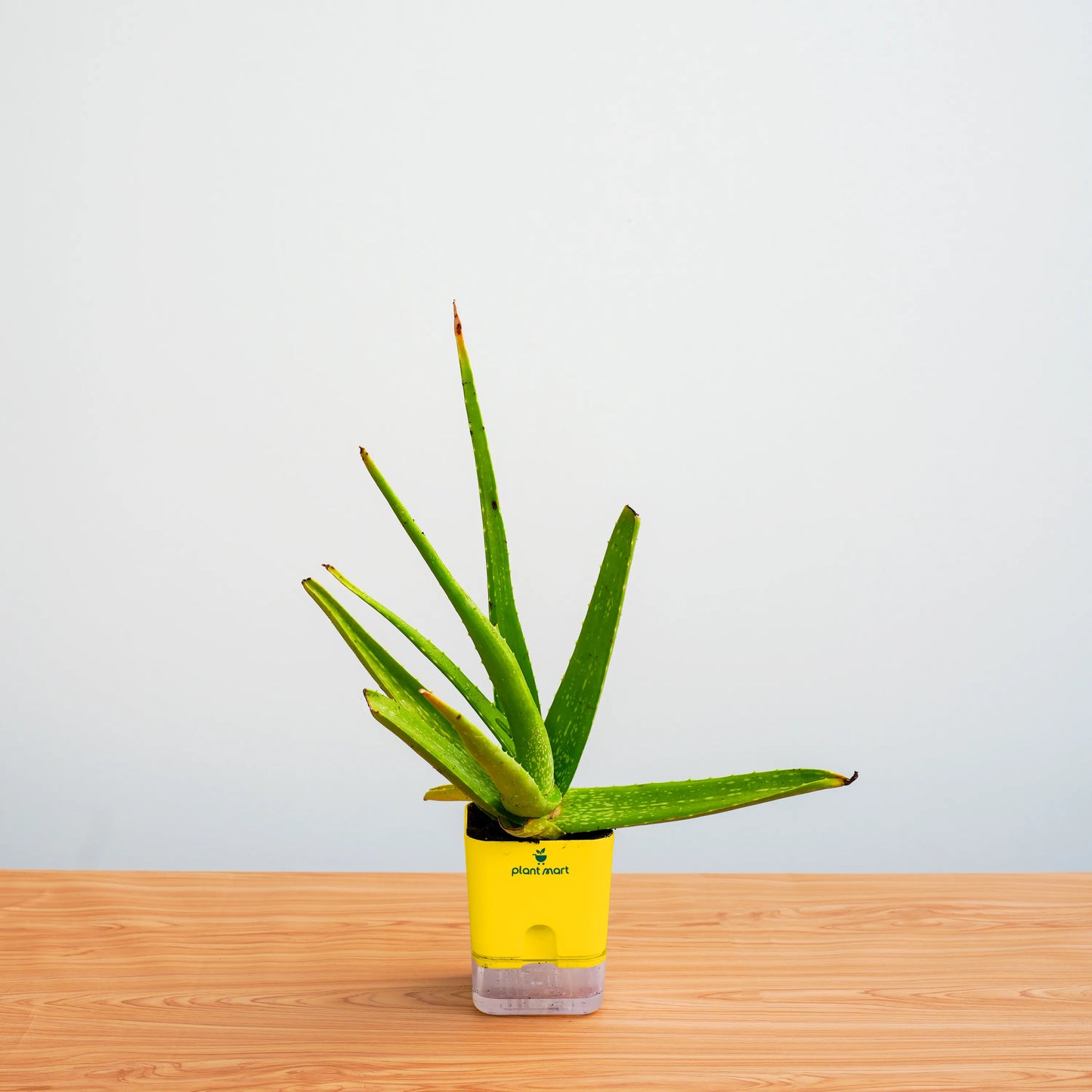 Potted aloe vera plant on a wooden surface with a light gray background