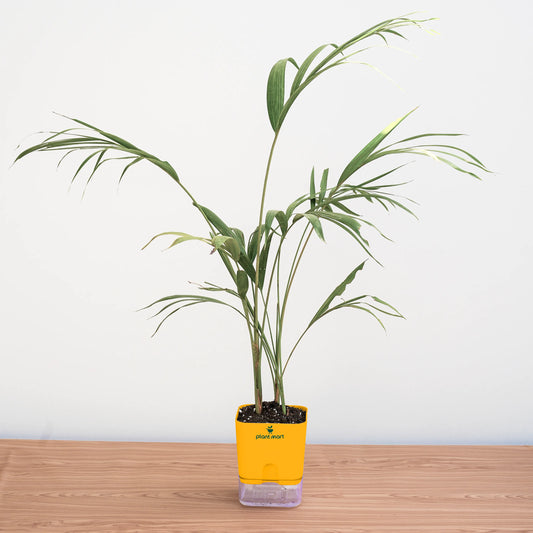 Potted plant with a yellow label on a wooden surface against a white background