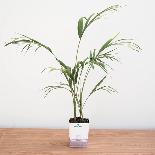 Areca Palm Large - Plant - PlantMart.pk