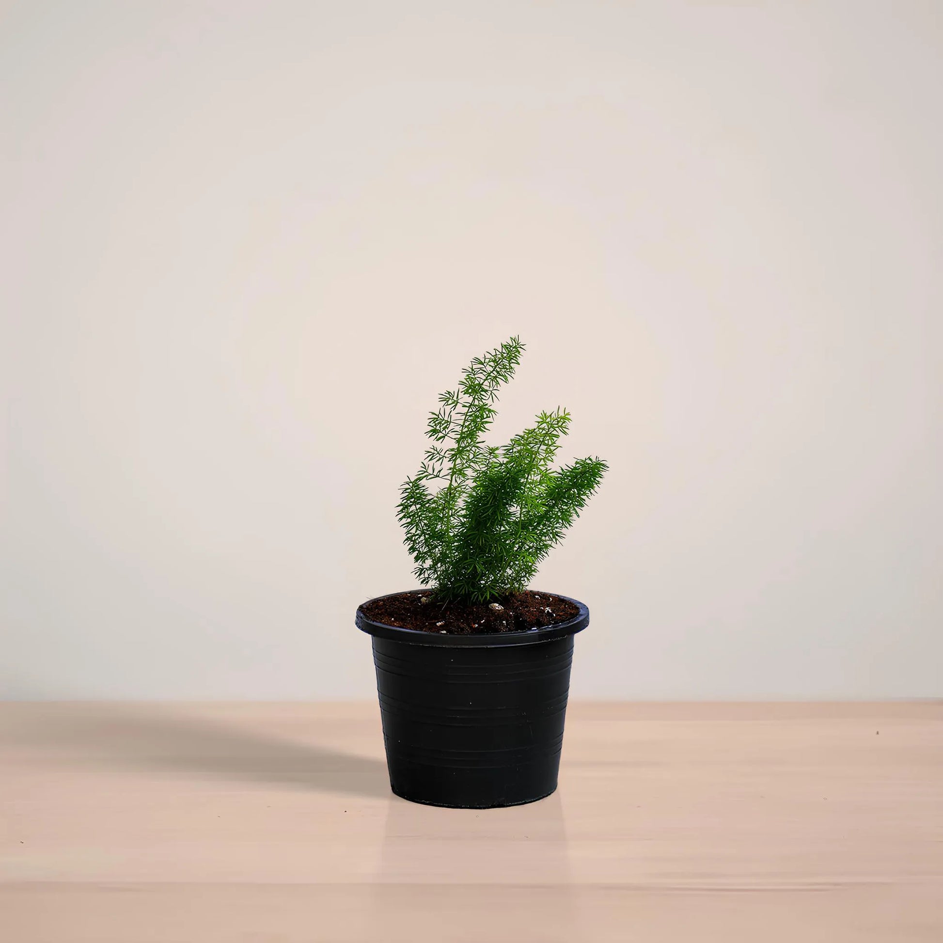 Potted plant on a reflective surface with a neutral background