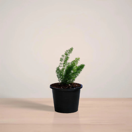 Potted plant on a reflective surface with a neutral background