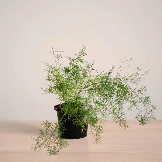 asparagus_plantmart.pk