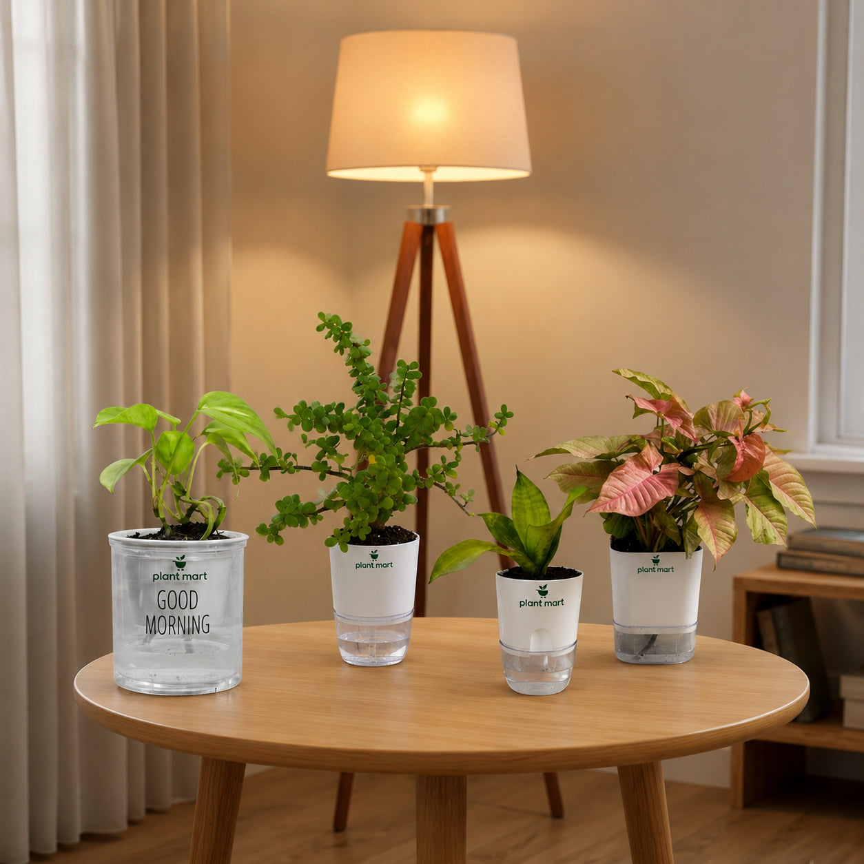 Bundle 2 (Syngonium Pink, Morning Charm Money Plant Green, Jade Plant Hydro Pot, Sansevieria Snake Plant Moonshine Silver) - PlantMart.pk