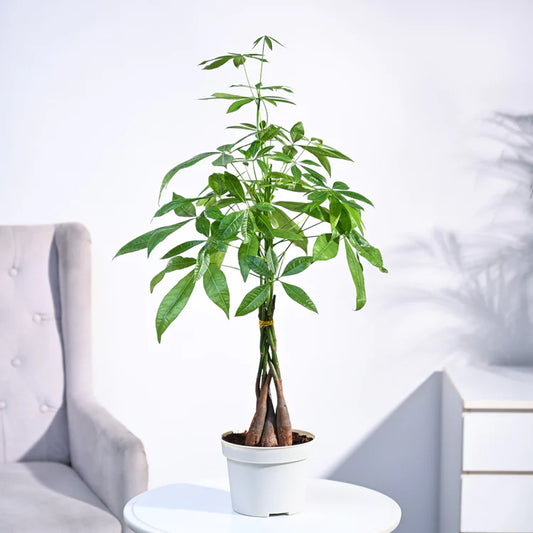 Money Tree – Feng Shui Indoor Prosperity Plant - PlantMart.pk