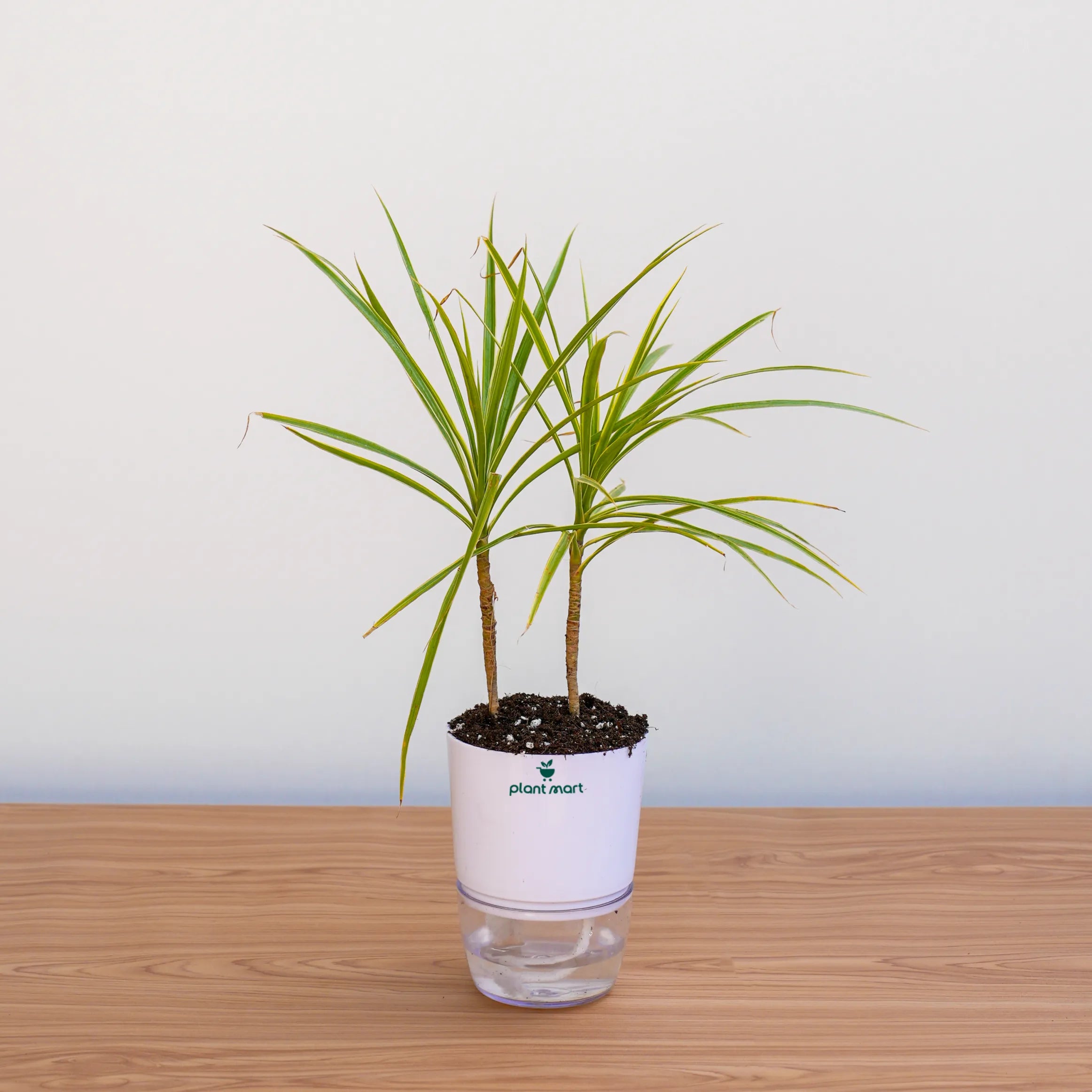 Dracaena Magenta – Red Indoor Colorama Plant – PlantMart.pk