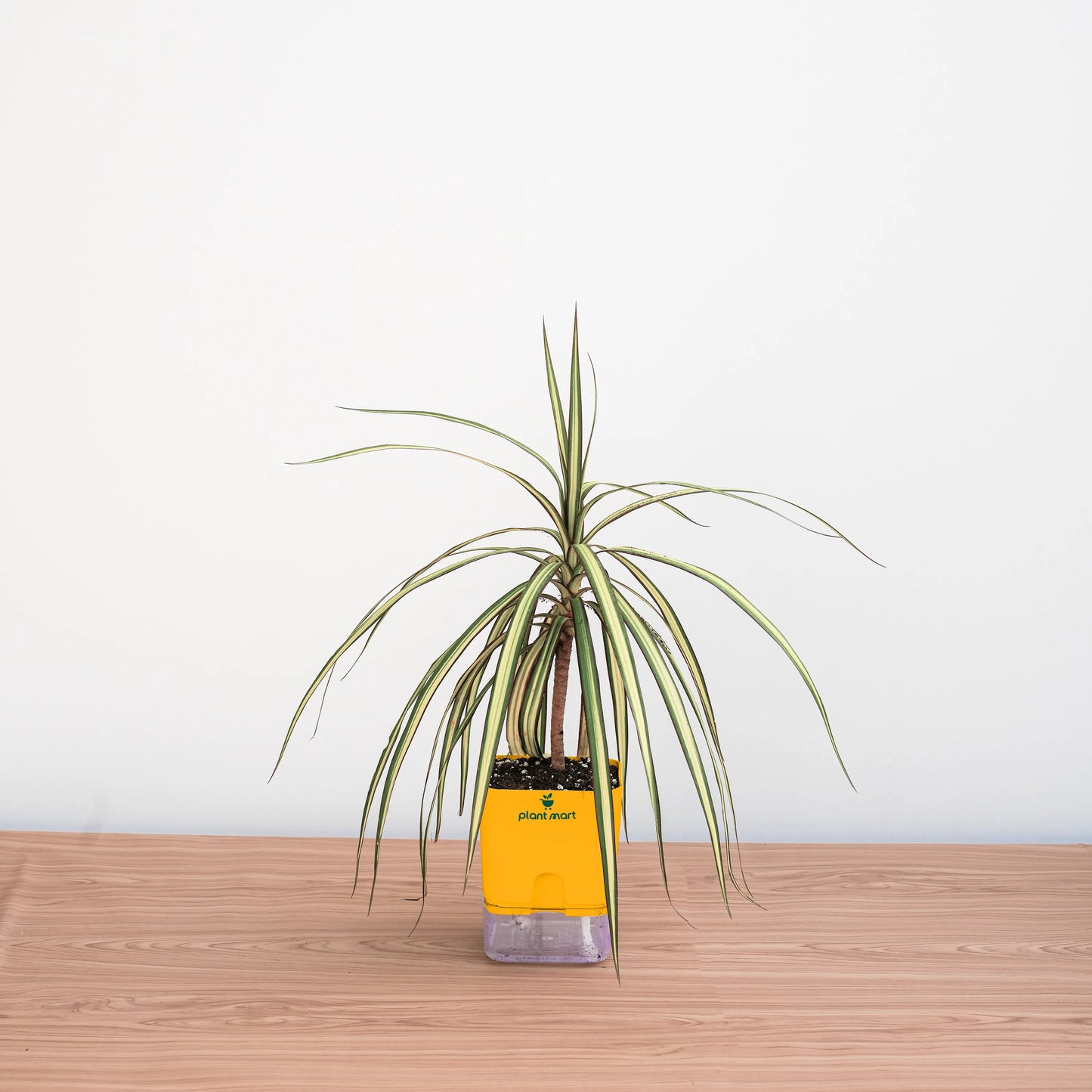 Potted plant with a yellow label on a wooden surface against a white background