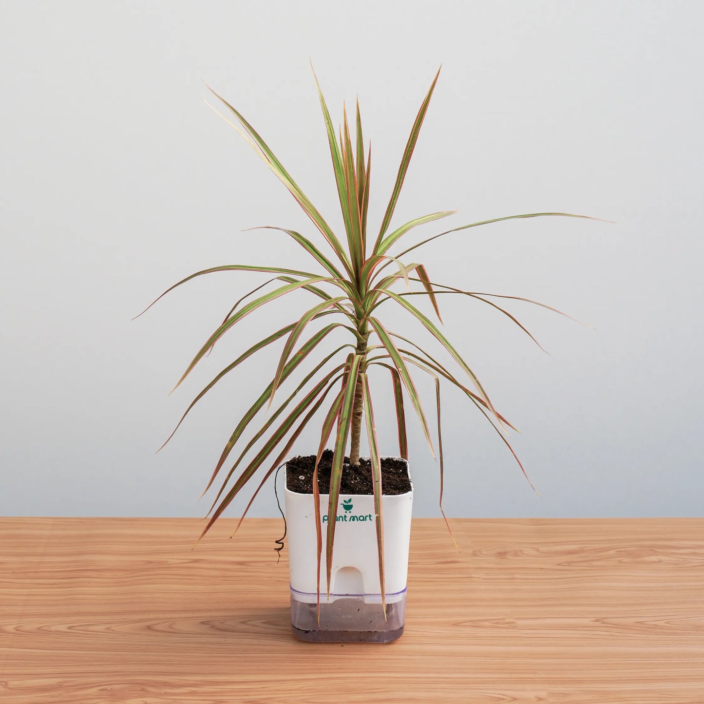 Potted plant on a wooden surface with a plain background
