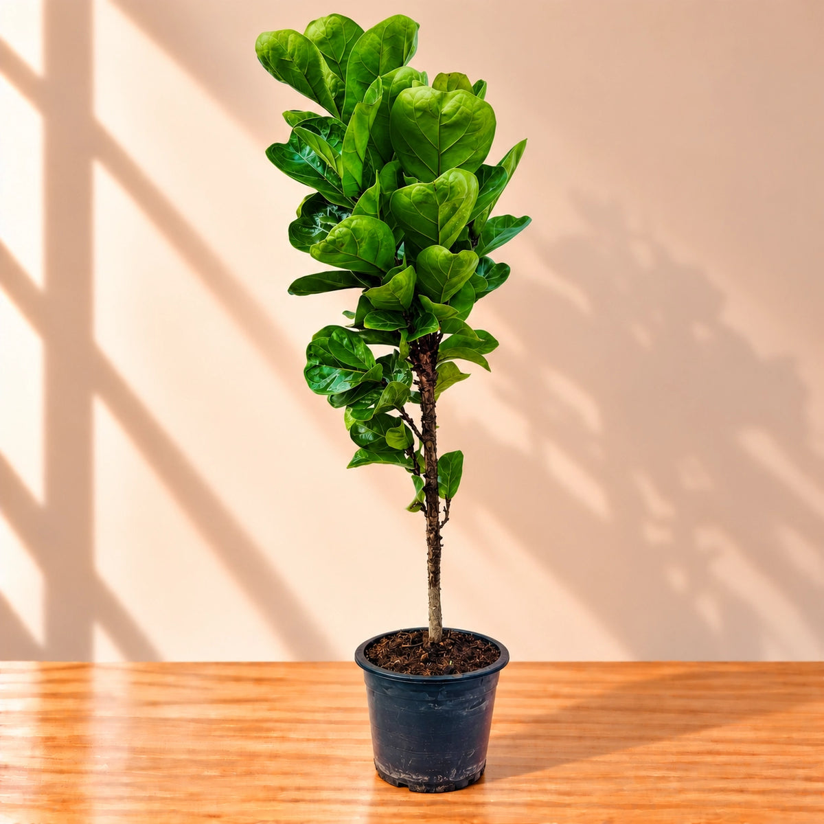 Live fiddle leaf fig Ficus lyrata indoor plant in pot – PlantMart.pk