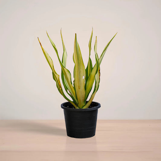 Potted plant with green leaves on a wooden surface and light background